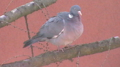 Kopia s2490006